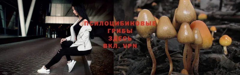 Псилоцибиновые грибы Psilocybe  Анапа 